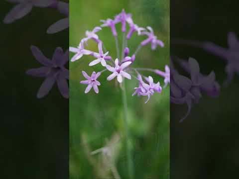 CHOIKE JumboDry demo video